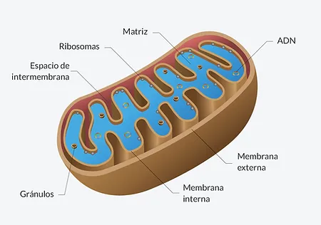 ¿Cuál es el papel fundamental de las mitocondrias en el sistema digestivo?